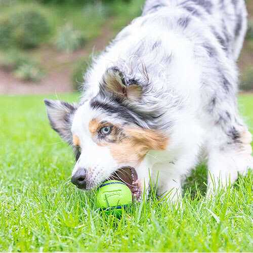 Alternative view of Chuckit! Sniff Fetch Ball Dog Toy