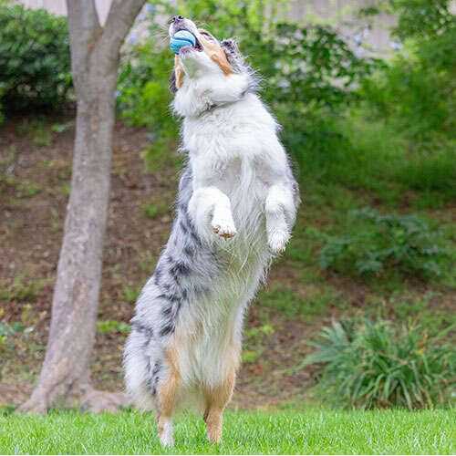 Alternative view of Chuckit! Sniff Fetch Ball Dog Toy
