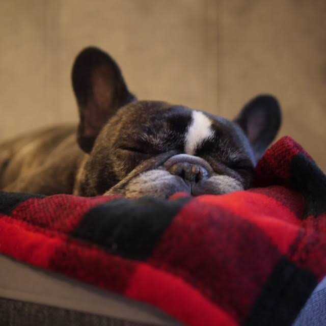 Alternative view of Tall Tails Dog Blanket Hunter's Plaid