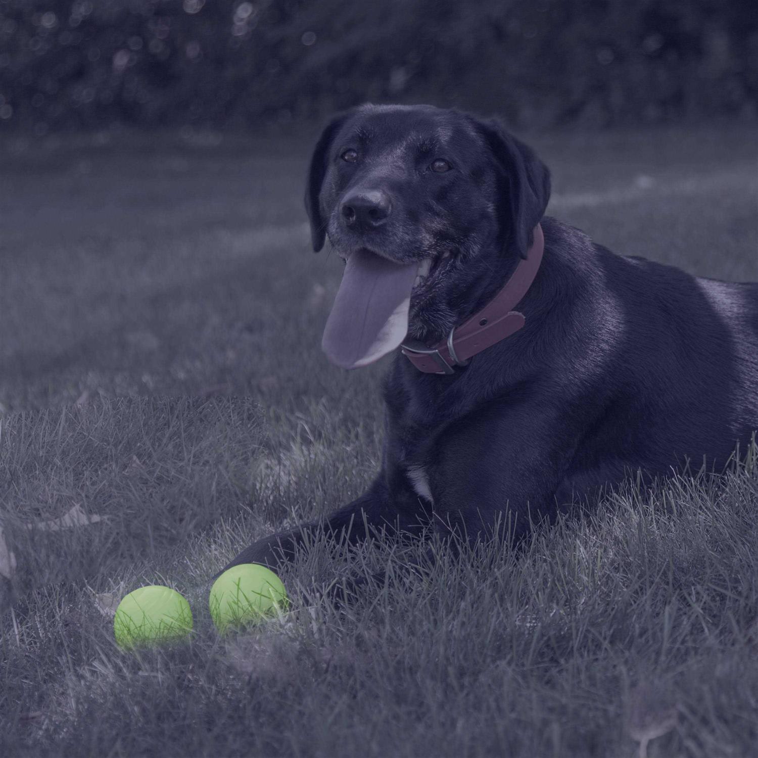 Alternative view of Chew King Glow Ball Dog Toys