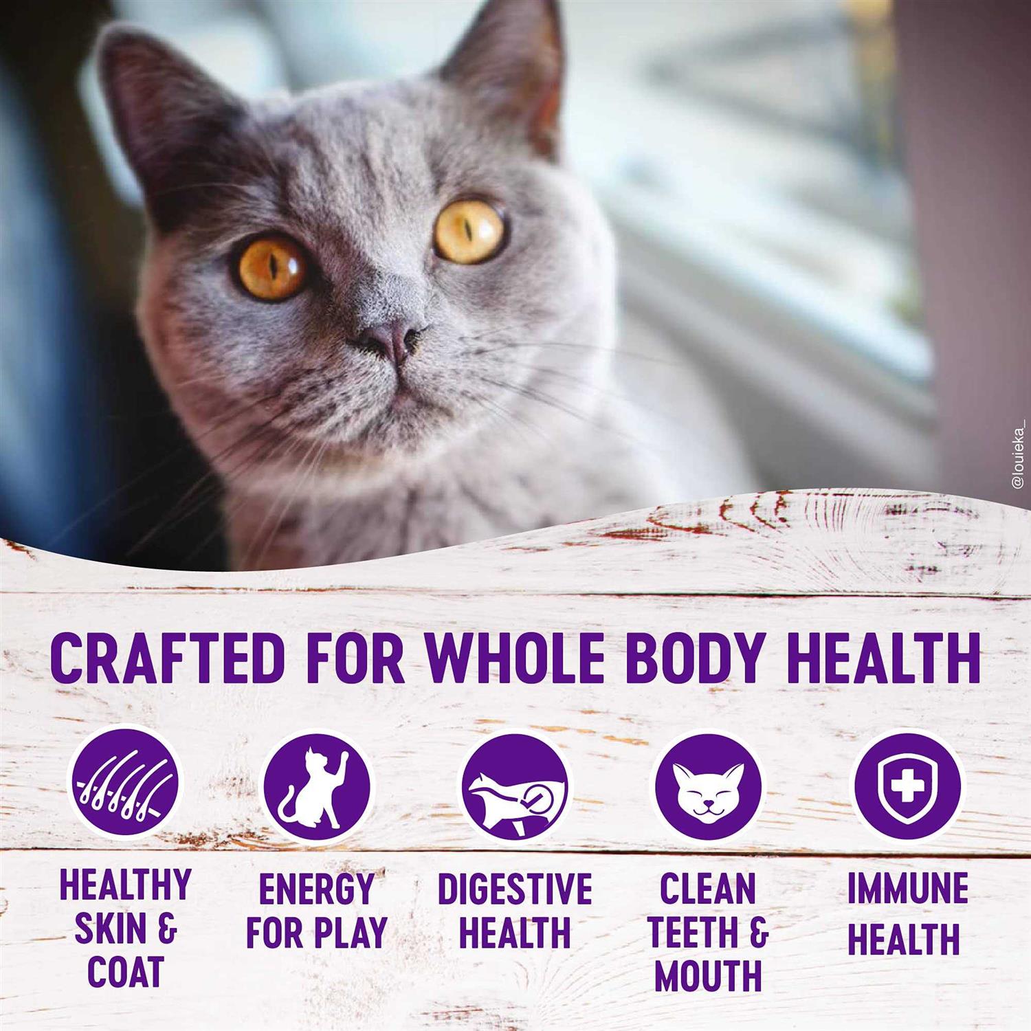 Alternative view of Wellness Complete Health Grain-Free Indoor Deboned Chicken Recipe Dry Cat Food