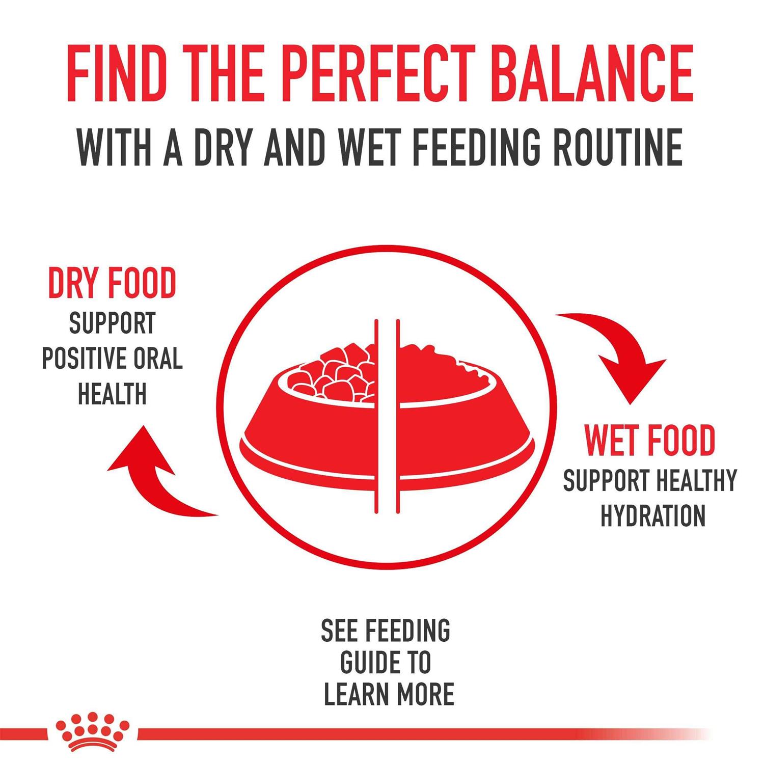 Alternative view of Royal Canin Siamese Breed Adult Dry Cat Food
